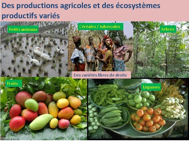 Des productions agricoles et des écosystèmes productifs variés Petits animaux Céréales / tubercules Arbres