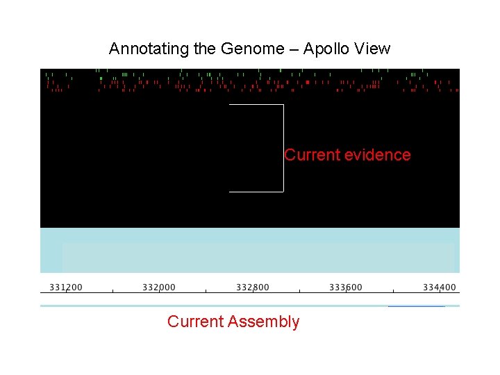 Annotating the Genome – Apollo View Current evidence Current Assembly 