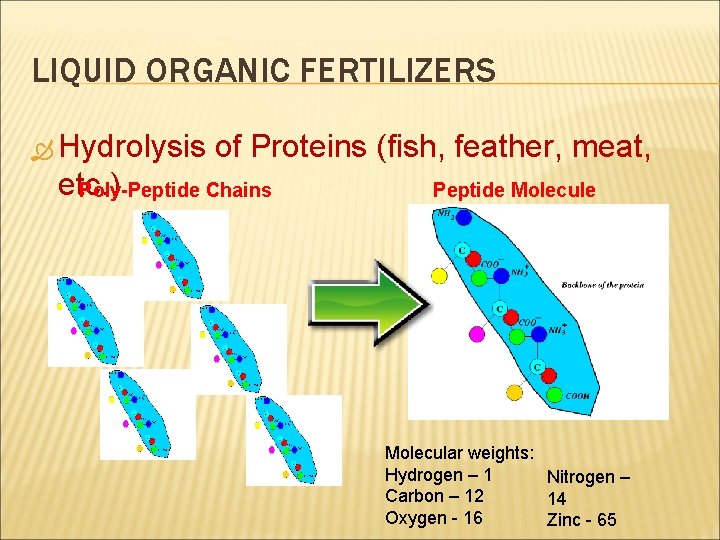 LIQUID ORGANIC FERTILIZERS Hydrolysis of Proteins (fish, feather, meat, etc. ) Poly-Peptide Chains Peptide
