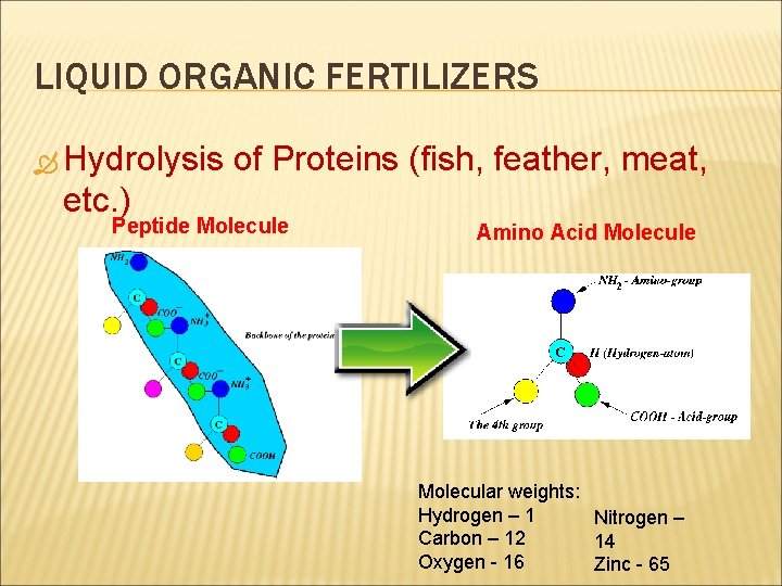 LIQUID ORGANIC FERTILIZERS Hydrolysis of Proteins (fish, feather, meat, etc. ) Peptide Molecule Amino