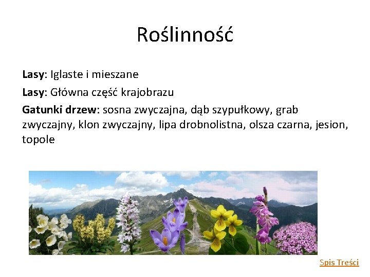 Roślinność Lasy: Iglaste i mieszane Lasy: Główna część krajobrazu Gatunki drzew: sosna zwyczajna, dąb