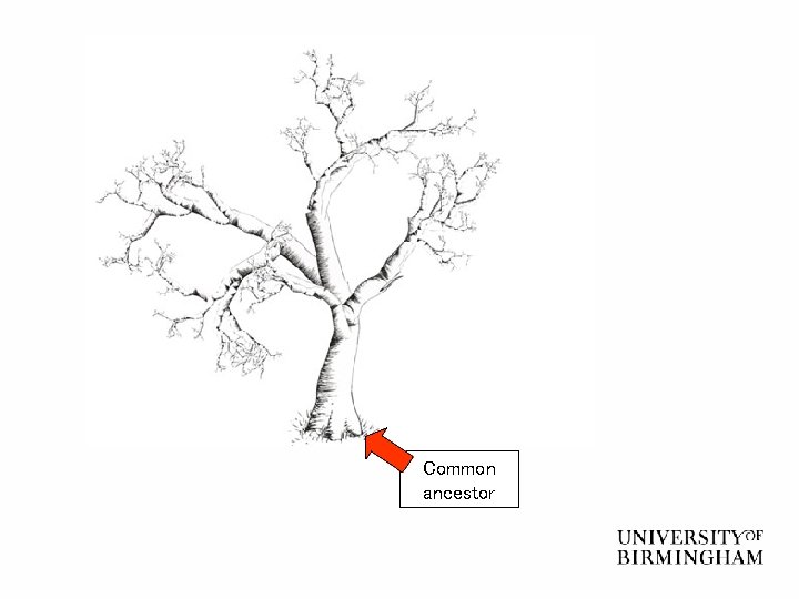 Human Evolution an overview Dr Jeremy Pritchard o