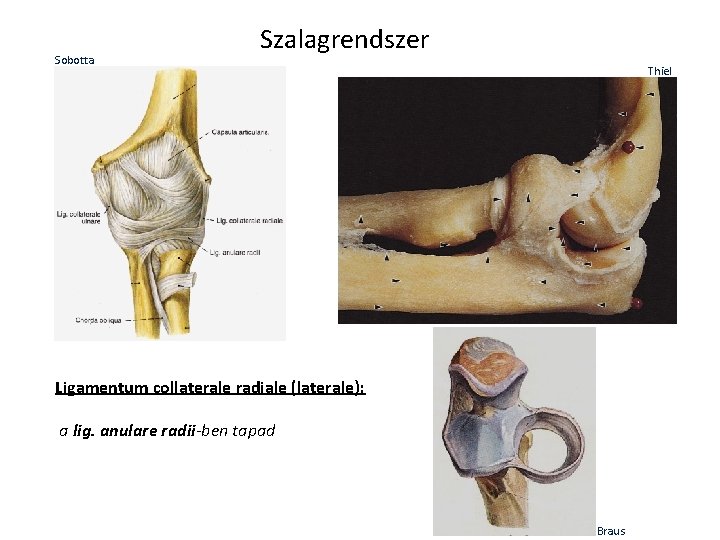 Sobotta Szalagrendszer Thiel Ligamentum collaterale radiale (laterale): a lig. anulare radii-ben tapad Braus Sobotta Szalagrendszer Thiel Ligamentum collaterale radiale (laterale): a lig. anulare radii-ben tapad Braus