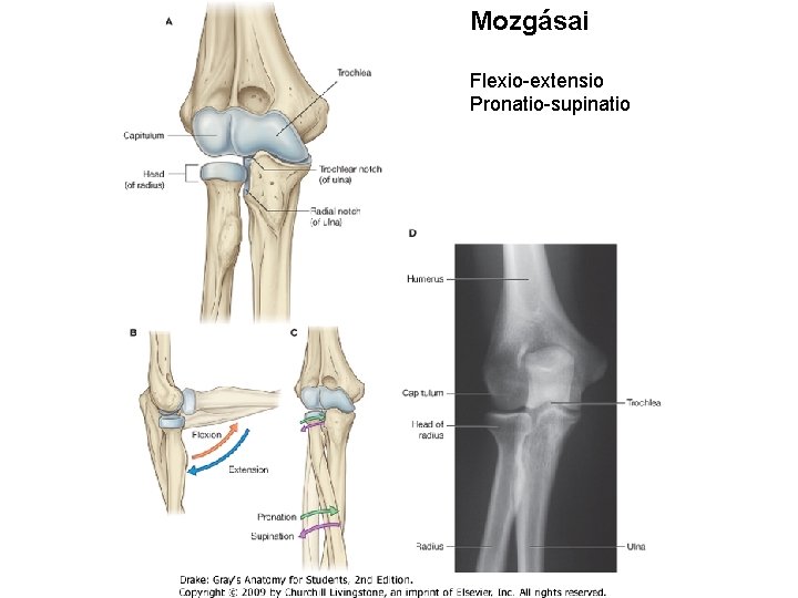 Mozgásai Flexio-extensio Pronatio-supinatio Mozgásai Flexio-extensio Pronatio-supinatio
