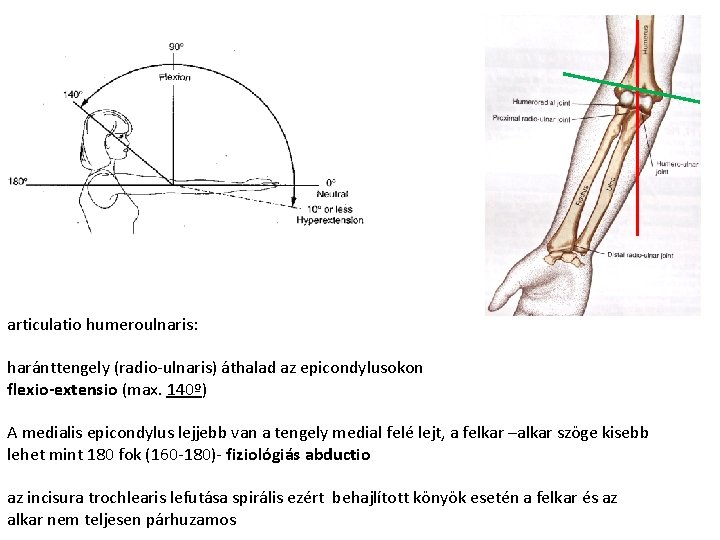 articulatio humeroulnaris: haránttengely (radio-ulnaris) áthalad az epicondylusokon flexio-extensio (max. 140º) A medialis epicondylus lejjebb articulatio humeroulnaris: haránttengely (radio-ulnaris) áthalad az epicondylusokon flexio-extensio (max. 140º) A medialis epicondylus lejjebb