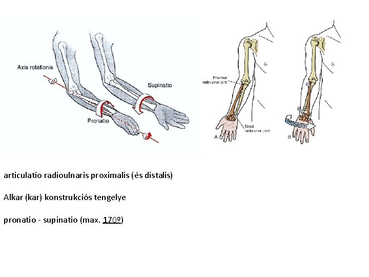 articulatio radioulnaris proximalis (és distalis) Alkar (kar) konstrukciós tengelye pronatio - supinatio (max. 170º) articulatio radioulnaris proximalis (és distalis) Alkar (kar) konstrukciós tengelye pronatio - supinatio (max. 170º)