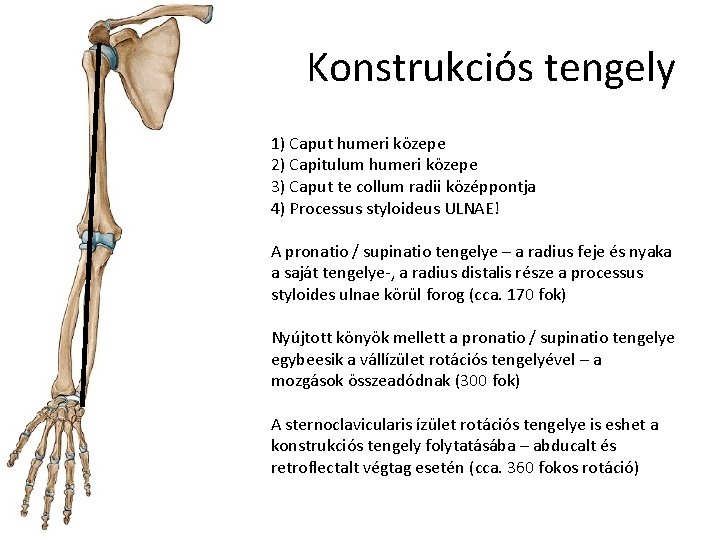 Konstrukciós tengely 1) Caput humeri közepe 2) Capitulum humeri közepe 3) Caput te collum Konstrukciós tengely 1) Caput humeri közepe 2) Capitulum humeri közepe 3) Caput te collum
