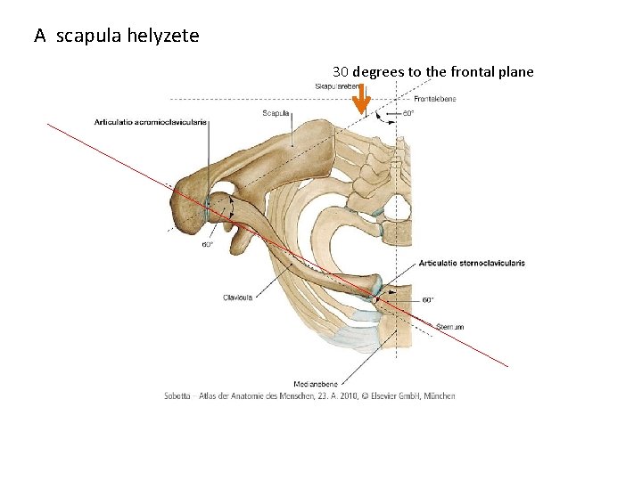 A scapula helyzete 30 degrees to the frontal plane A scapula helyzete 30 degrees to the frontal plane