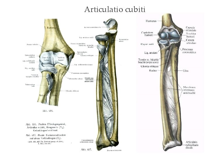 Articulatio cubiti Articulatio cubiti