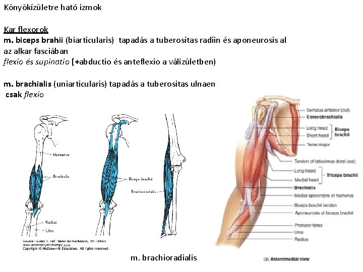 Könyökízületre ható izmok Kar flexorok m. biceps brahii (biarticularis) tapadás a tuberositas radiin és Könyökízületre ható izmok Kar flexorok m. biceps brahii (biarticularis) tapadás a tuberositas radiin és
