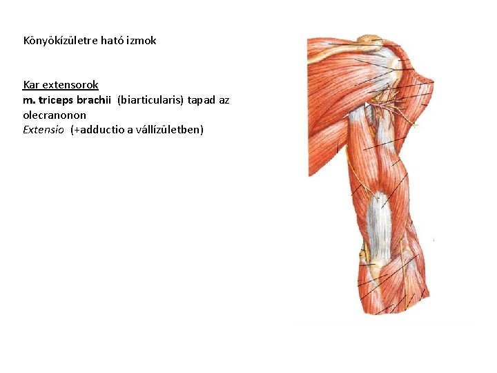 Könyökízületre ható izmok Kar extensorok m. triceps brachii (biarticularis) tapad az olecranonon Extensio (+adductio Könyökízületre ható izmok Kar extensorok m. triceps brachii (biarticularis) tapad az olecranonon Extensio (+adductio