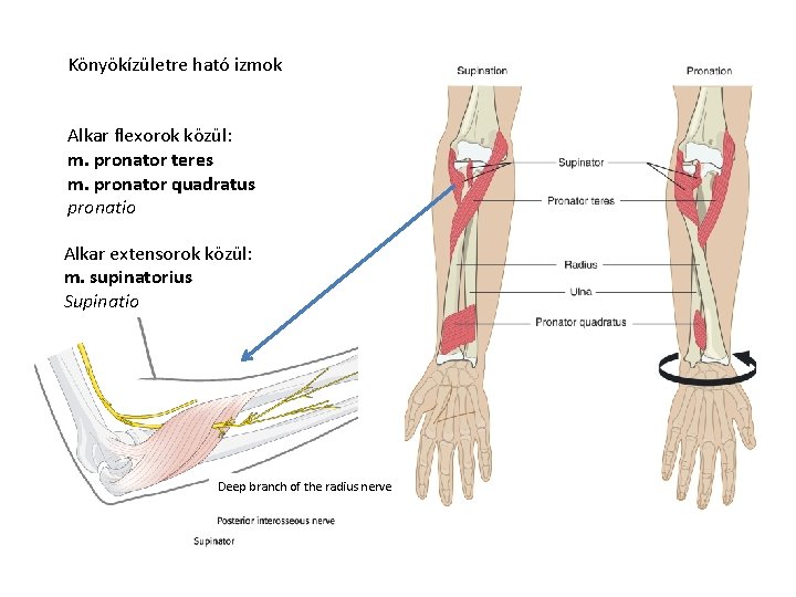 Könyökízületre ható izmok Alkar flexorok közül: m. pronator teres m. pronator quadratus pronatio Alkar Könyökízületre ható izmok Alkar flexorok közül: m. pronator teres m. pronator quadratus pronatio Alkar