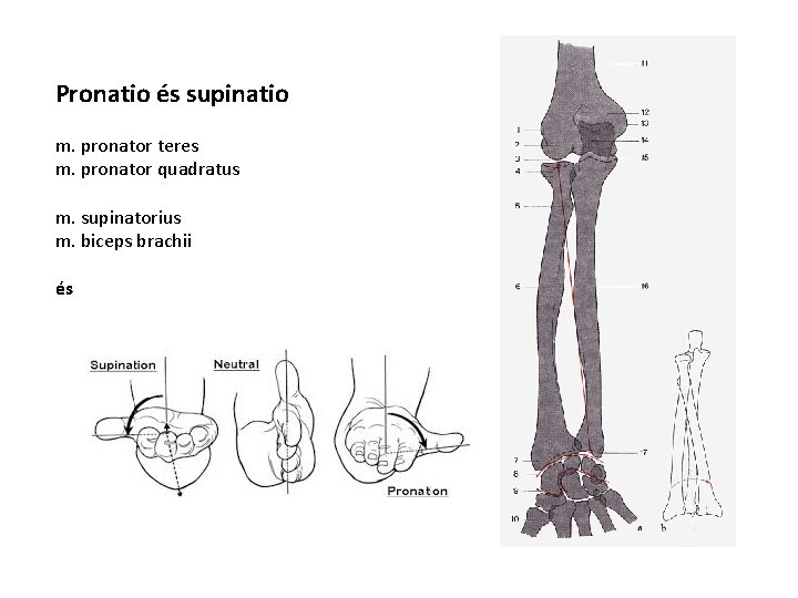 Pronatio és supinatio m. pronator teres m. pronator quadratus m. supinatorius m. biceps brachii Pronatio és supinatio m. pronator teres m. pronator quadratus m. supinatorius m. biceps brachii