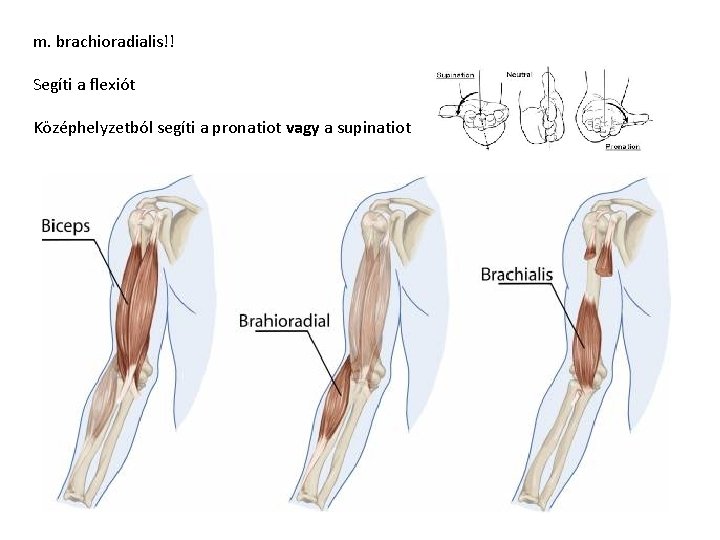 m. brachioradialis!! Segíti a flexiót Középhelyzetból segíti a pronatiot vagy a supinatiot Hajdu m. brachioradialis!! Segíti a flexiót Középhelyzetból segíti a pronatiot vagy a supinatiot Hajdu