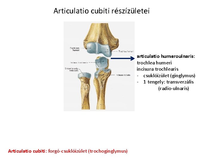 Articulatio cubiti részízületei articulatio humeroulnaris: trochlea humeri incisura trochlearis - csuklóízület (ginglymus) - 1 Articulatio cubiti részízületei articulatio humeroulnaris: trochlea humeri incisura trochlearis - csuklóízület (ginglymus) - 1