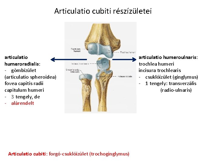 Articulatio cubiti részízületei articulatio humeroradialis: - gömbízület (articulatio spheroidea) fovea capitis radii capitulum humeri Articulatio cubiti részízületei articulatio humeroradialis: - gömbízület (articulatio spheroidea) fovea capitis radii capitulum humeri