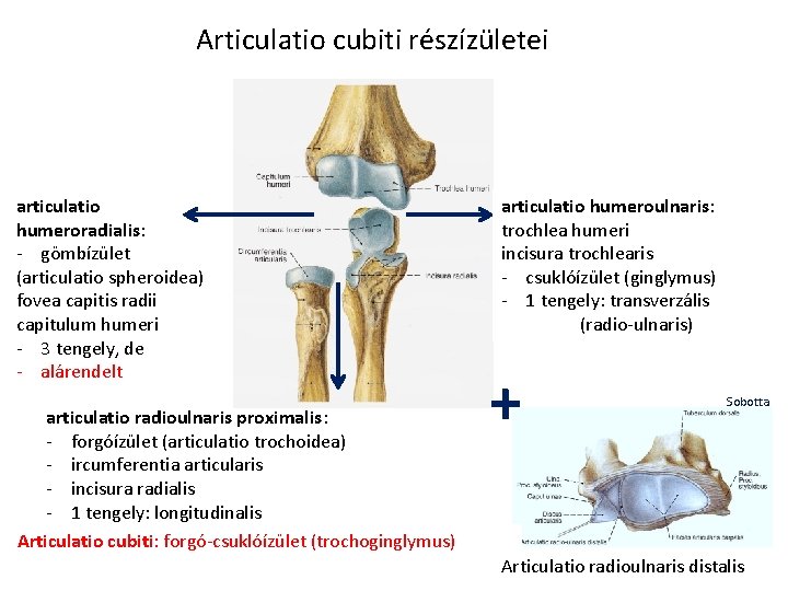 Articulatio cubiti részízületei articulatio humeroradialis: - gömbízület (articulatio spheroidea) fovea capitis radii capitulum humeri Articulatio cubiti részízületei articulatio humeroradialis: - gömbízület (articulatio spheroidea) fovea capitis radii capitulum humeri