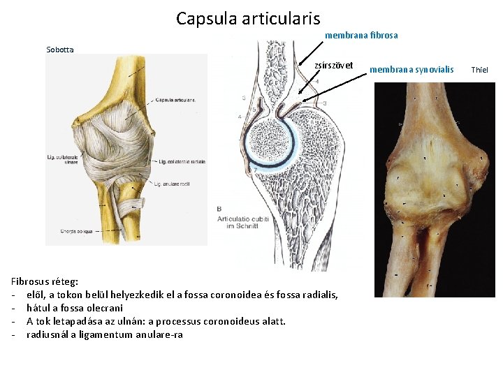Capsula articularis membrana fibrosa Sobotta zsírszövet Fibrosus réteg: - elől, a tokon belül helyezkedik Capsula articularis membrana fibrosa Sobotta zsírszövet Fibrosus réteg: - elől, a tokon belül helyezkedik