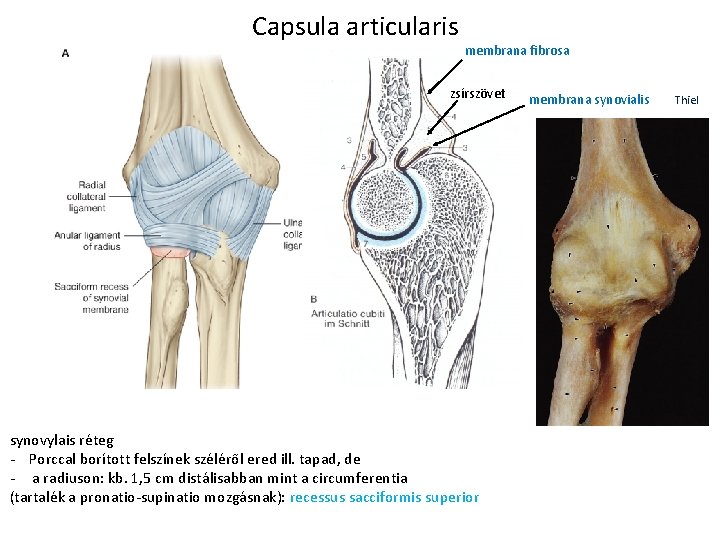 Capsula articularis membrana fibrosa Sobotta zsírszövet synovylais réteg - Porccal borított felszínek széléről ered Capsula articularis membrana fibrosa Sobotta zsírszövet synovylais réteg - Porccal borított felszínek széléről ered