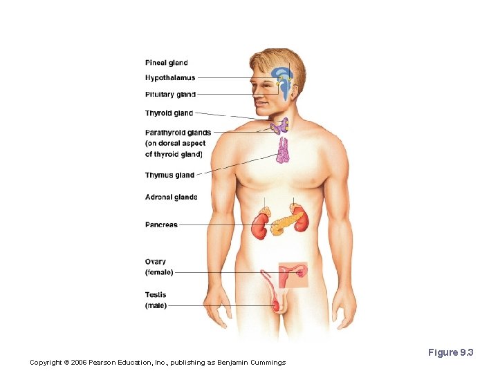 Location of Major Endocrine Organs Figure 9. 3 Copyright © 2006 Pearson Education, Inc.