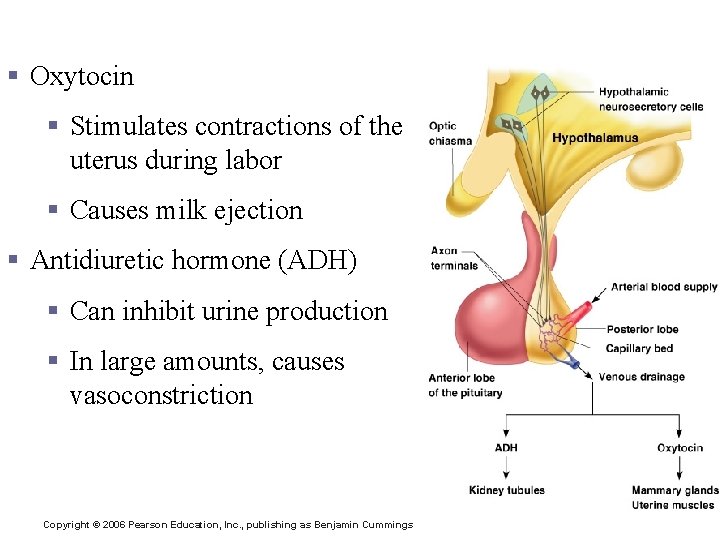 Hormones of the Posterior Pituitary § Oxytocin § Stimulates contractions of the uterus during