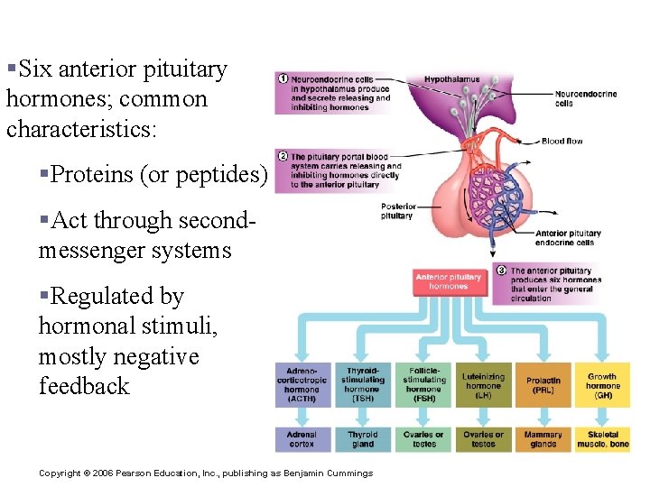 Hormones of the Anterior Pituitary §Six anterior pituitary hormones; common characteristics: §Proteins (or peptides)