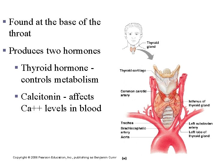 Thyroid Gland § Found at the base of the throat § Produces two hormones