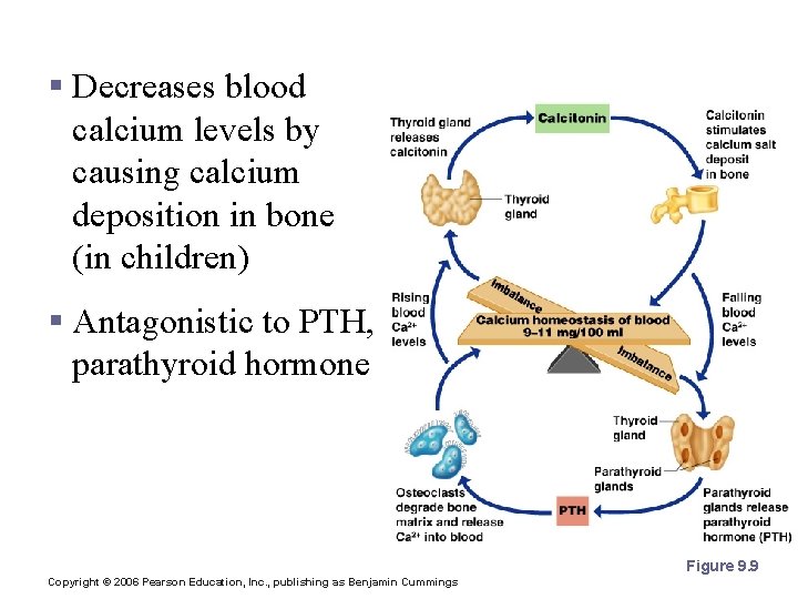 Calcitonin § Decreases blood calcium levels by causing calcium deposition in bone (in children)