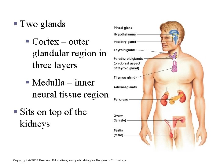 Adrenal Glands § Two glands § Cortex – outer glandular region in three layers