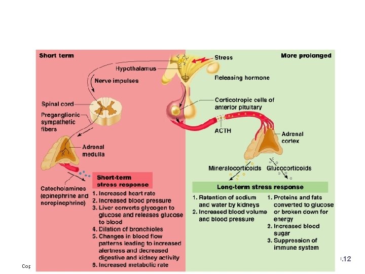 Roles of the Hypothalamus and Adrenal Glands in the Stress Response Figure 9. 12