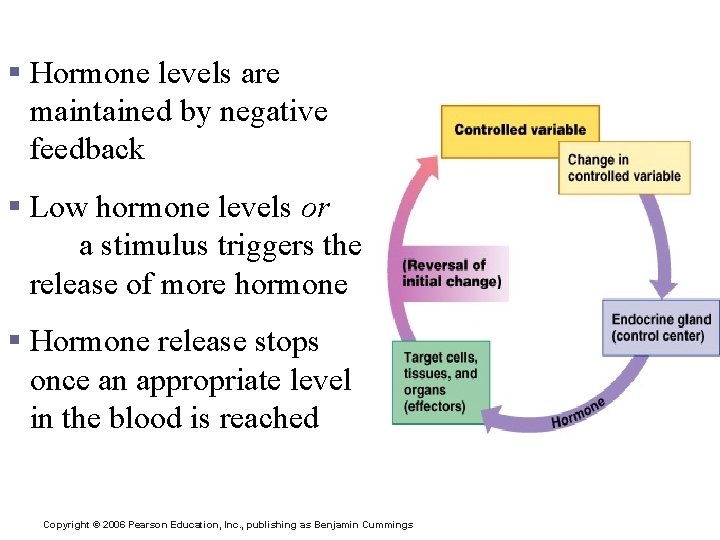 Control of Hormone Release § Hormone levels are maintained by negative feedback § Low