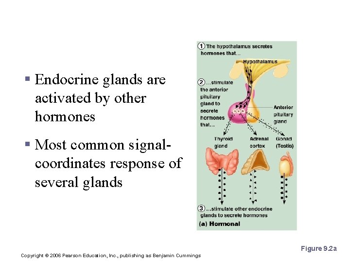 1. Hormonal Stimulus § Endocrine glands are activated by other hormones § Most common