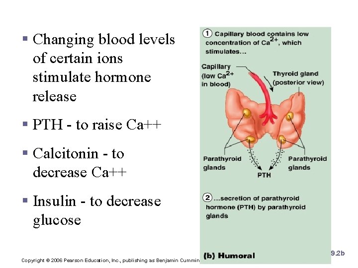 2. Humoral Stimulus § Changing blood levels of certain ions stimulate hormone release §