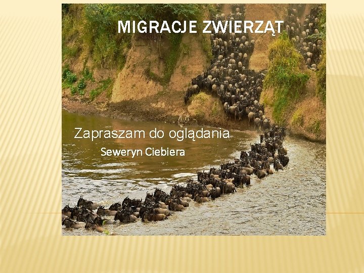 MIGRACJE ZWIERZĄT Zapraszam do oglądania Seweryn Ciebiera 