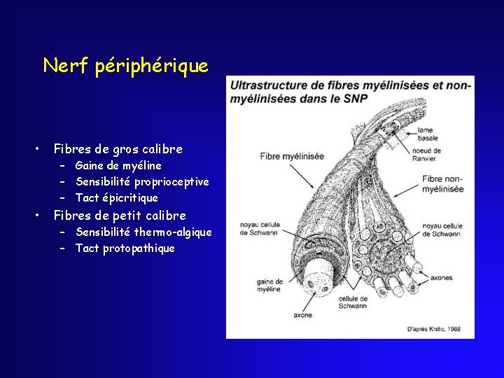 Nerf périphérique • Fibres de gros calibre • Fibres de petit calibre – Gaine