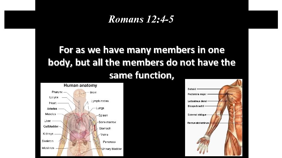Romans 12: 4 -5 For as we have many members in one body, but