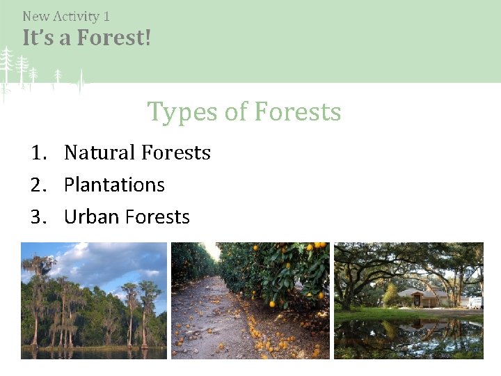 Types of Forests 1. Natural Forests 2. Plantations 3. Urban Forests 