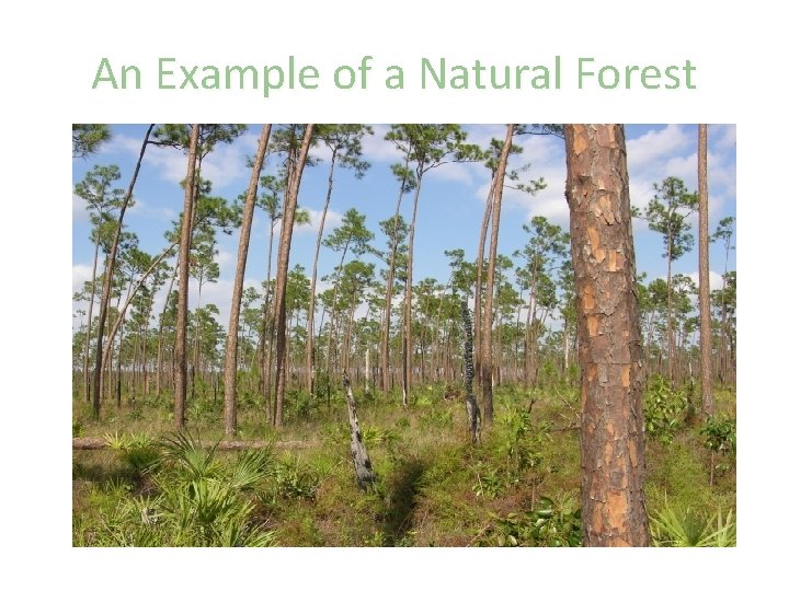 An Example of a Natural Forest 