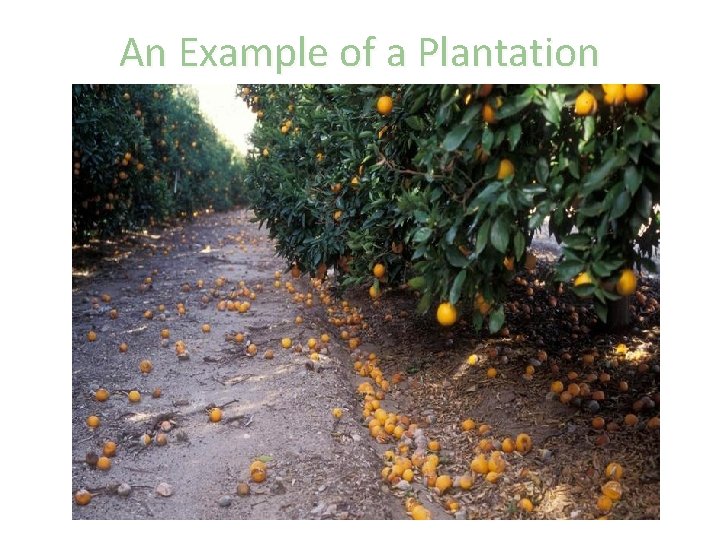 An Example of a Plantation 