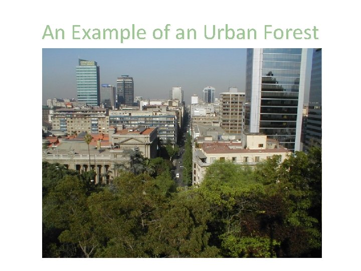 An Example of an Urban Forest 