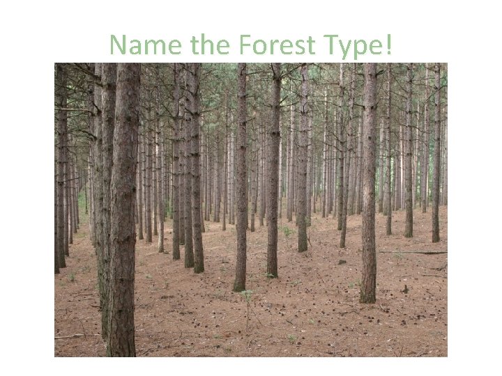 Name the Forest Type! 