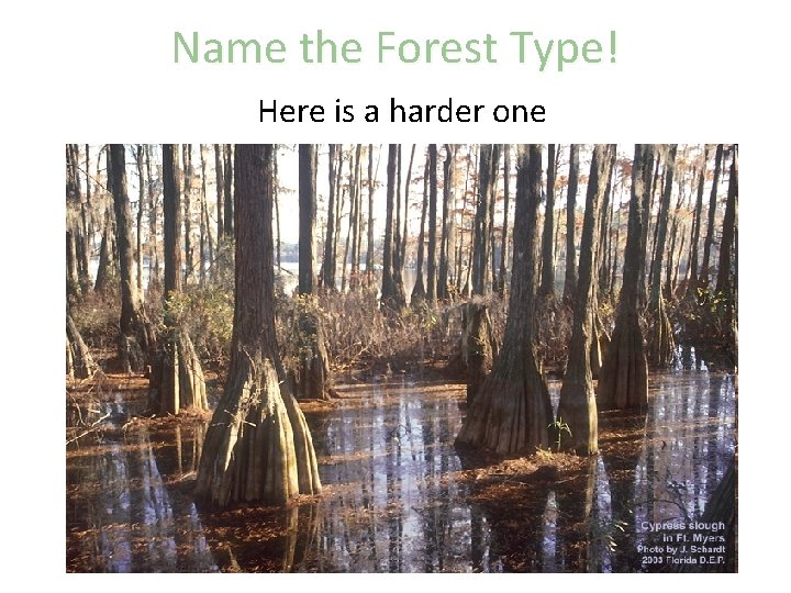 Name the Forest Type! Here is a harder one 