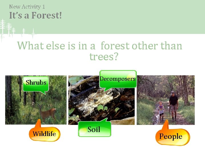 What else is in a forest other than trees? Shrubs Wildlife Decomposers Soil People