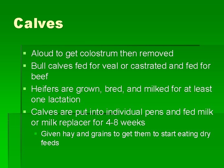 Calves § Aloud to get colostrum then removed § Bull calves fed for veal