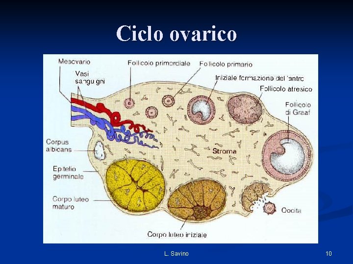 Ciclo ovarico L. Savino 10 