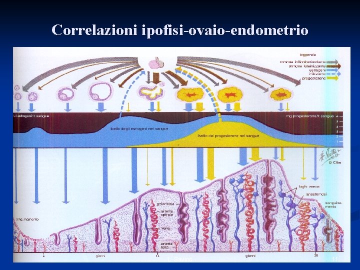 Correlazioni ipofisi-ovaio-endometrio L. Savino 11 