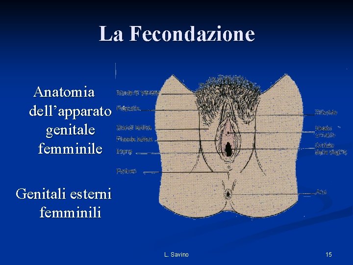 La Fecondazione Anatomia dell’apparato genitale femminile Genitali esterni femminili L. Savino 15 