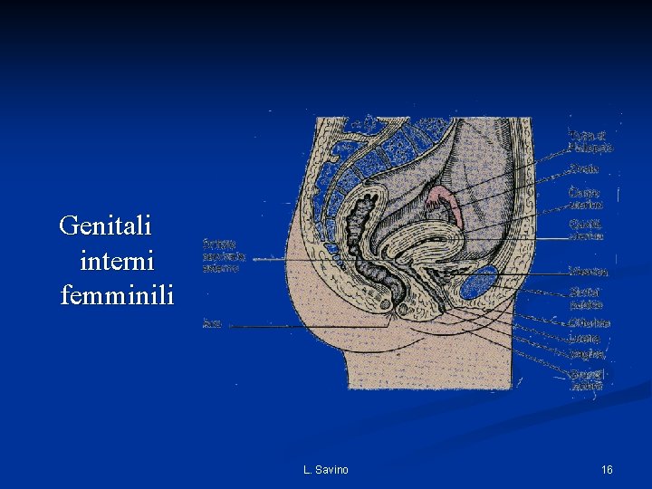 Genitali interni femminili L. Savino 16 