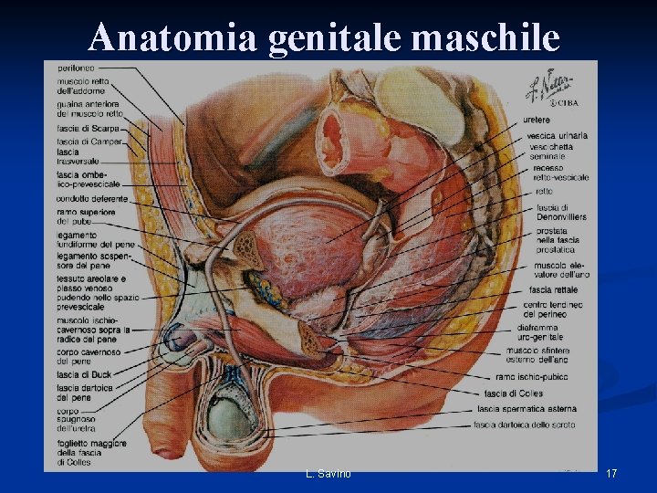 Anatomia genitale maschile L. Savino 17 