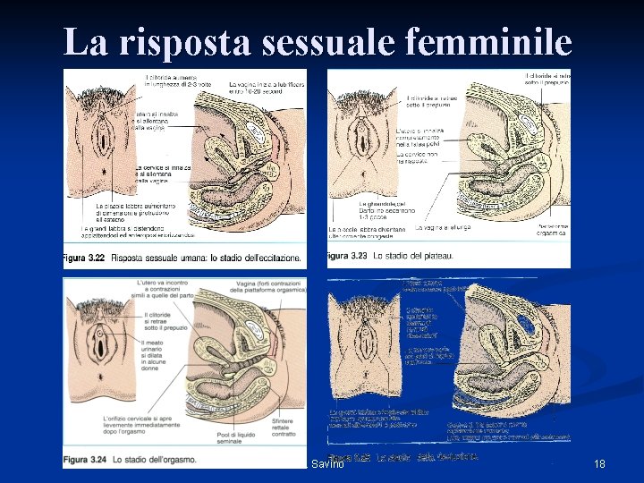 La risposta sessuale femminile L. Savino 18 La risposta sessuale femminile L. Savino 18